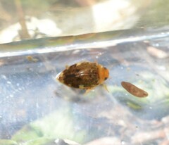 Laccophilus proximus