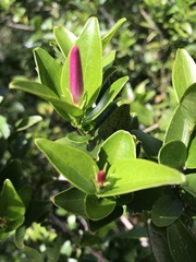 Jasminum