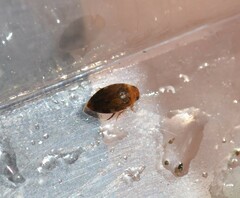 Laccophilus proximus