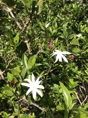 Jasminum