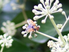 Phasia aurigera