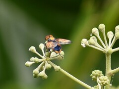 Phasia aurigera