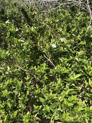 Jasminum