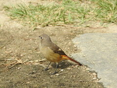 Phoenicurus auroreus