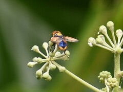 Phasia aurigera