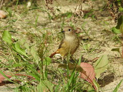 Phoenicurus auroreus