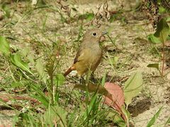 Phoenicurus auroreus