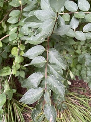 Lonicera morrowii