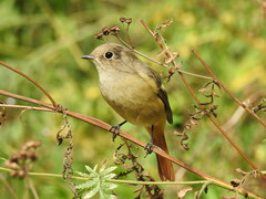 Phoenicurus auroreus