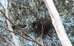 Corvus mellori