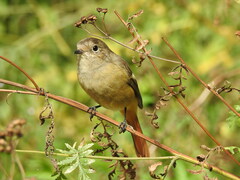 Phoenicurus auroreus