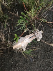 Siluriformes