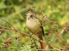 Phoenicurus auroreus