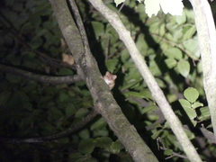 Muscardinus avellanarius