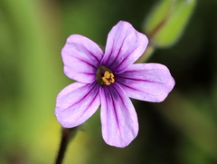 Erodium botrys