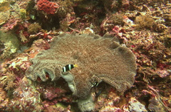 Stichodactyla
