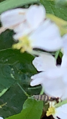 Sphaerophoria scripta