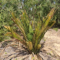 Macrozamia riedlei