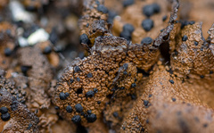 Umbilicaria