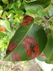 Gymnosporangium sabinae