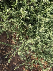 Salsola tragus