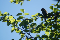 Pyrrhura frontalis