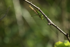 Conocephalus brevipennis