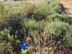 Salsola tragus