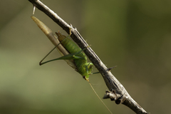 Conocephalus brevipennis