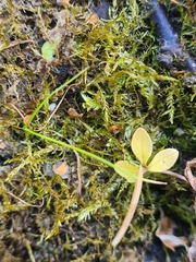 Amblystegium serpens