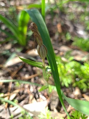 Pterostylis dolichochila