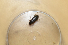 Harpalus rufipes