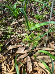 Pterostylis dolichochila