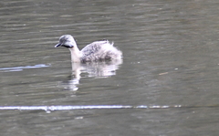 Poliocephalus poliocephalus