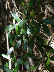 Tetrastigma formosanum