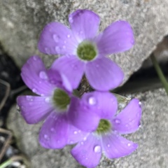 Oxalis drummondii