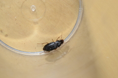 Harpalus rufipes
