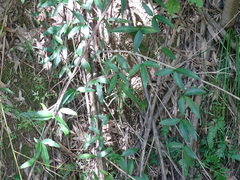 Tetrastigma formosanum