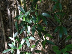 Tetrastigma formosanum