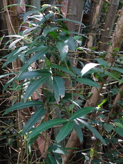 Tetrastigma formosanum