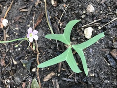 Oxalis drummondii