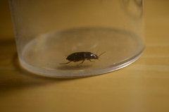 Harpalus rufipes