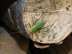 Barbitistes serricauda