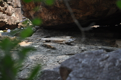 Matobosaurus validus