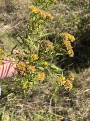 Euthamia graminifolia