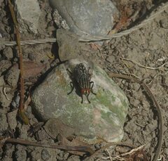 Calyptratae