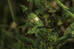 Asteromyia carbonifera