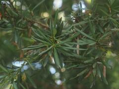 Podocarpus costalis