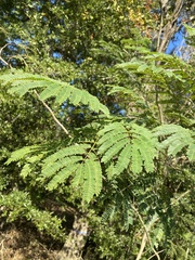Albizia julibrissin