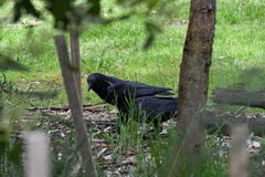 Corvus mellori